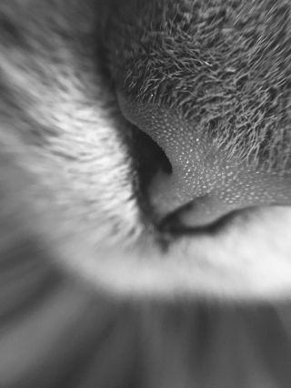 Illustration de l'article : 20 photos irrésistibles de nez de chats en gros plan