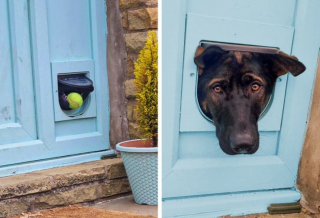 Illustration de l'article : 18 photos de chiens et de chats dont l'attitude loufoque a valu un fou rire à leurs humains