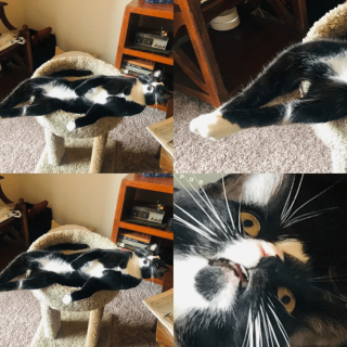 Illustration de l'article : 18 photos de chiens et de chats dont l'attitude loufoque a valu un fou rire à leurs humains