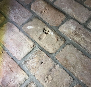 Illustration de l'article : 18 photos de chiens et de chats dont l'attitude loufoque a valu un fou rire à leurs humains