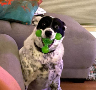 Illustration de l'article : 18 photos de chiens et de chats dont l'attitude loufoque a valu un fou rire à leurs humains