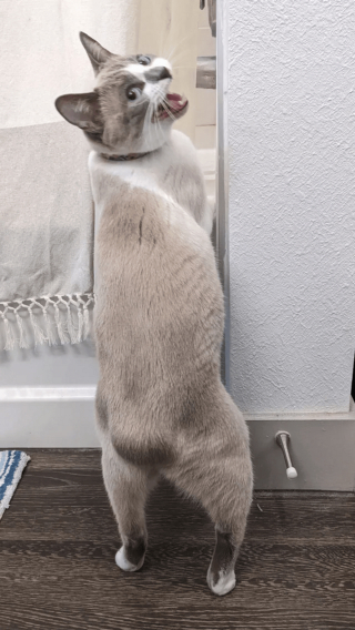 Illustration de l'article : 18 photos de chiens et de chats dont l'attitude loufoque a valu un fou rire à leurs humains