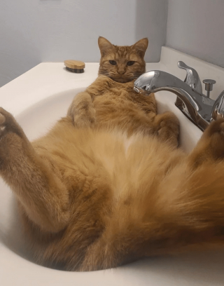 Illustration de l'article : 18 photos de chiens et de chats dont l'attitude loufoque a valu un fou rire à leurs humains