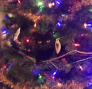 Illustration de l'article : 18 photos de chiens et de chats dont l'attitude loufoque a valu un fou rire à leurs humains