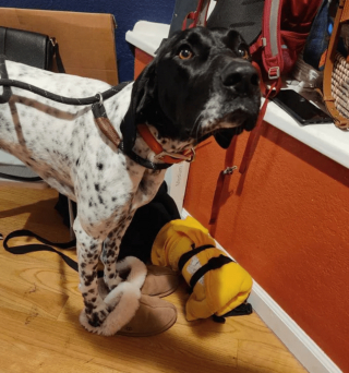 Illustration de l'article : 18 photos de chiens et de chats dont l'attitude loufoque a valu un fou rire à leurs humains