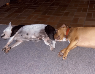 Illustration de l'article : 18 photos de chiens et de chats dont l'attitude loufoque a valu un fou rire à leurs humains