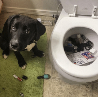 Illustration de l'article : 18 photos de chiens et de chats dont l'attitude loufoque a valu un fou rire à leurs humains