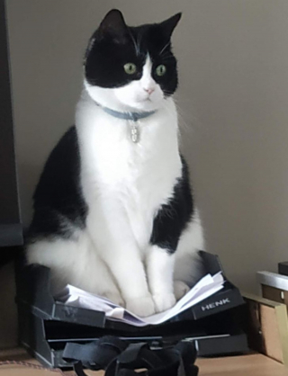 Illustration de l'article : 13 photos hilarantes d'animaux qui ont décidé d'ignorer toutes les règles de courtoisie