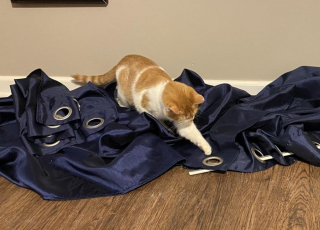 Illustration de l'article : 13 photos hilarantes d'animaux qui ont décidé d'ignorer toutes les règles de courtoisie