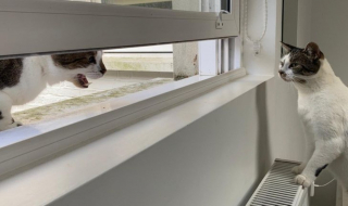 Illustration de l'article : 13 photos hilarantes d'animaux qui ont décidé d'ignorer toutes les règles de courtoisie