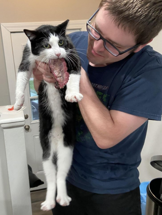 Illustration de l'article : 13 photos hilarantes d'animaux qui ont décidé d'ignorer toutes les règles de courtoisie