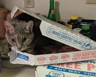 Illustration de l'article : 13 photos hilarantes d'animaux qui ont décidé d'ignorer toutes les règles de courtoisie