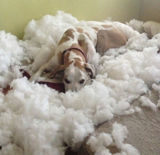 Illustration de l'article : 13 photos hilarantes d'animaux qui ont décidé d'ignorer toutes les règles de courtoisie