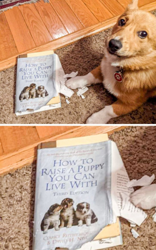 Illustration de l'article : 13 photos hilarantes d'animaux qui ont décidé d'ignorer toutes les règles de courtoisie