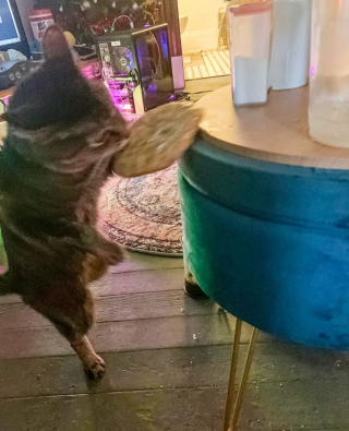 Illustration de l'article : 13 photos hilarantes d'animaux qui ont décidé d'ignorer toutes les règles de courtoisie