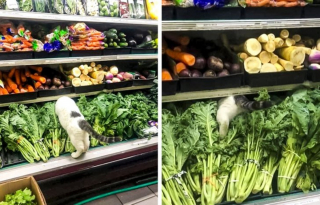 Illustration de l'article : 13 photos hilarantes d'animaux qui ont décidé d'ignorer toutes les règles de courtoisie