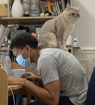 Illustration de l'article : 13 photos hilarantes d'animaux qui ont décidé d'ignorer toutes les règles de courtoisie