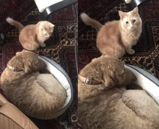 Illustration de l'article : 13 photos hilarantes d'animaux qui ont décidé d'ignorer toutes les règles de courtoisie