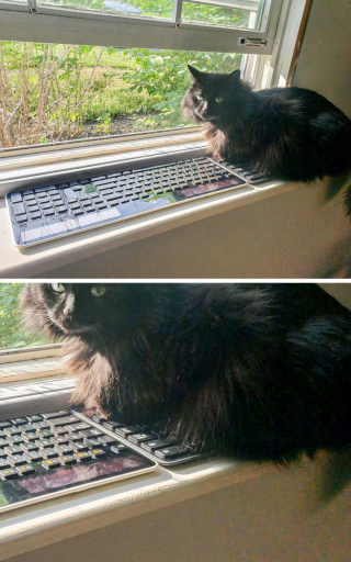 Illustration de l'article : 13 photos hilarantes d'animaux qui ont décidé d'ignorer toutes les règles de courtoisie