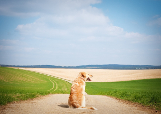 Illustration de l'article : Une chienne âgée et aveugle disparaît de son domicile et plonge ses proches dans l’angoisse pendant 3 semaines