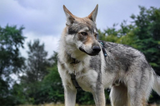 Illustration de l'article : Une jeune femme partage son quotidien sensationnel aux côtés d’un Chien Loup Tchécoslovaque