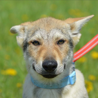 Illustration de l'article : Une jeune femme partage son quotidien sensationnel aux côtés d’un Chien Loup Tchécoslovaque