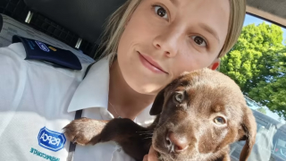 Illustration de l'article : Ces 2 chiots restent enfermés dans une voiture pendant près de 24 heures, jusqu'à l'arrivée des secours