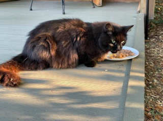 Illustration de l'article : Un couple de vacanciers réunit un chat disparu avec sa famille adorée