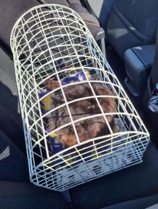 Illustration de l'article : Un couple de vacanciers réunit un chat disparu avec sa famille adorée