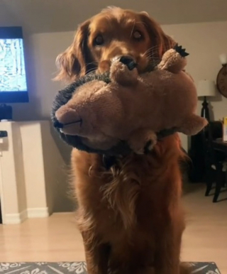 Illustration de l'article : Cette chienne explose de joie en regardant « La Belle et le Clochard » (vidéo)