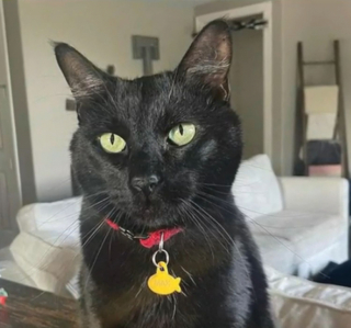 Illustration de l'article : Suite à un accident de camping-car, un chat disparaît et plonge ses proches dans le désespoir