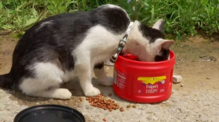 Illustration de l'article : Une famille, victime de fortes inondations, doit maintenant faire face à la disparition de son chat (vidéo)