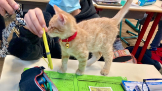 Illustration de l'article : Une école de l’Indre, qui pratique la médiation animale, a adopté 2 chatons : les élèves sont ravis !