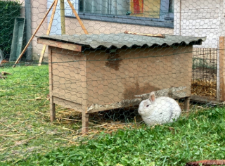 Illustration de l'article : Une école de l’Indre, qui pratique la médiation animale, a adopté 2 chatons : les élèves sont ravis !