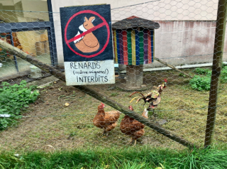 Illustration de l'article : Une école de l’Indre, qui pratique la médiation animale, a adopté 2 chatons : les élèves sont ravis !