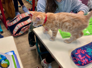 Illustration de l'article : Une école de l’Indre, qui pratique la médiation animale, a adopté 2 chatons : les élèves sont ravis !