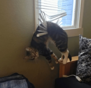 Illustration de l'article : 17 photos de chats ayant compris à leurs dépens que la curiosité est un vilain défaut