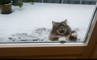 Illustration de l'article : 17 photos de chats ayant compris à leurs dépens que la curiosité est un vilain défaut