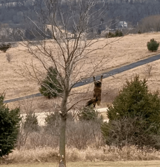 Illustration de l'article : 17 photos de chats ayant compris à leurs dépens que la curiosité est un vilain défaut