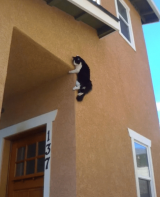 Illustration de l'article : 17 photos de chats ayant compris à leurs dépens que la curiosité est un vilain défaut