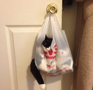 Illustration de l'article : 17 photos de chats ayant compris à leurs dépens que la curiosité est un vilain défaut