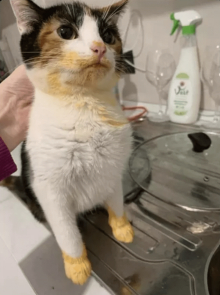 Illustration de l'article : 17 photos de chats ayant compris à leurs dépens que la curiosité est un vilain défaut