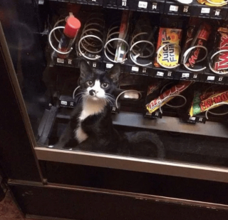 Illustration de l'article : 17 photos de chats ayant compris à leurs dépens que la curiosité est un vilain défaut