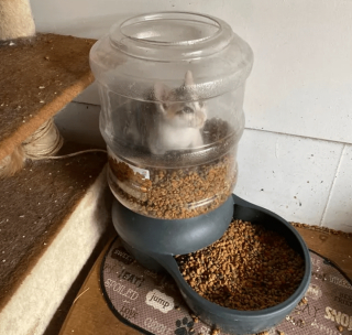 Illustration de l'article : 17 photos de chats ayant compris à leurs dépens que la curiosité est un vilain défaut