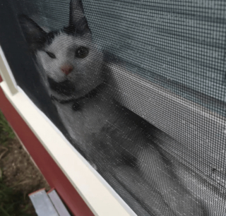 Illustration de l'article : 17 photos de chats ayant compris à leurs dépens que la curiosité est un vilain défaut