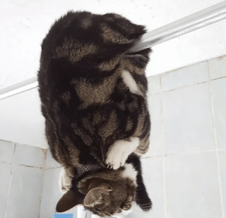 Illustration de l'article : 17 photos de chats ayant compris à leurs dépens que la curiosité est un vilain défaut