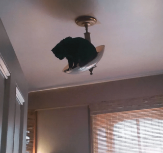 Illustration de l'article : 17 photos de chats ayant compris à leurs dépens que la curiosité est un vilain défaut