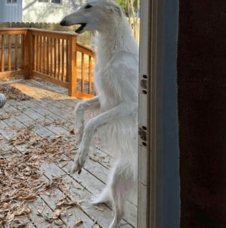 Illustration de l'article : 20 photos poilantes de chiens et de chats laissant s'exprimer leur côté démoniaque, mais qu'on adore malgré tout