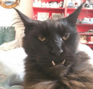 Illustration de l'article : 20 photos poilantes de chiens et de chats laissant s'exprimer leur côté démoniaque, mais qu'on adore malgré tout