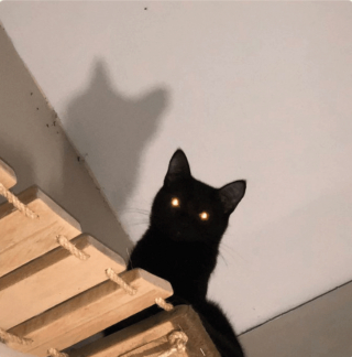 Illustration de l'article : 20 photos poilantes de chiens et de chats laissant s'exprimer leur côté démoniaque, mais qu'on adore malgré tout